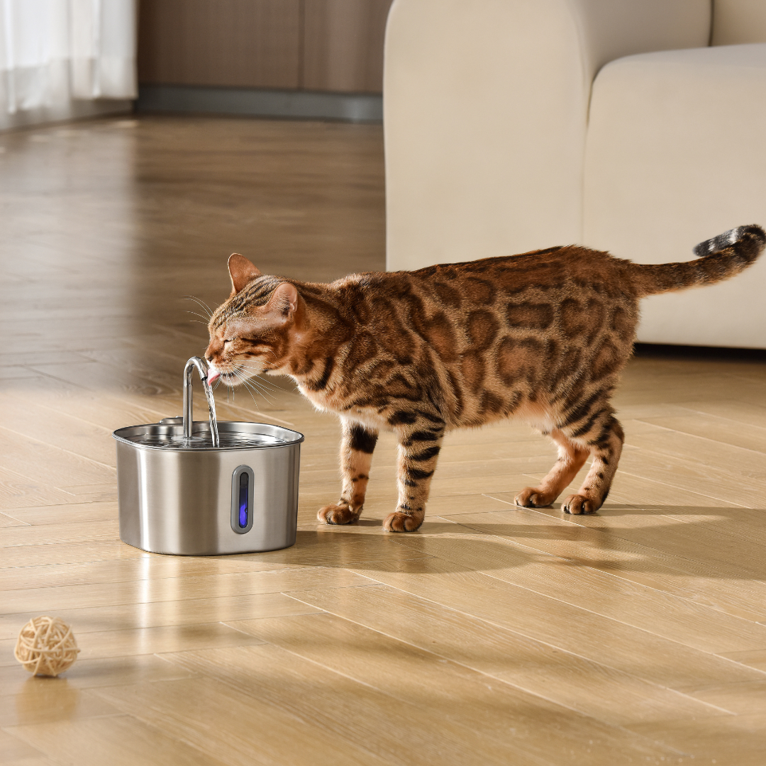 The KittySpout™ - 2.2L Fountain 2–month Kit