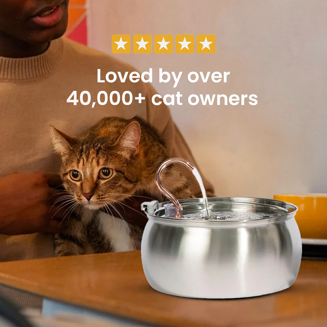 Big Cat Family Bundle